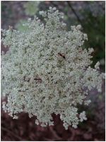 Ants And Queen Annes Lace